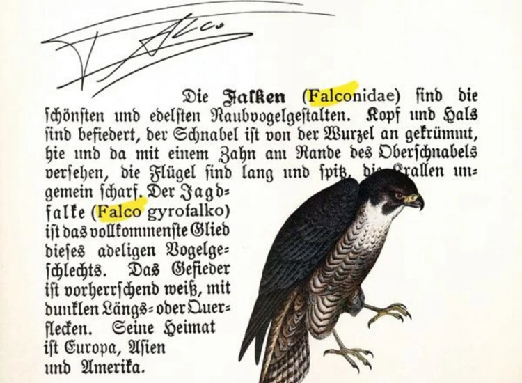 "12"" Falco - Collectors Items" ansehen